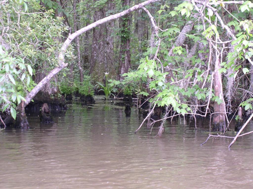 swamp_orchid