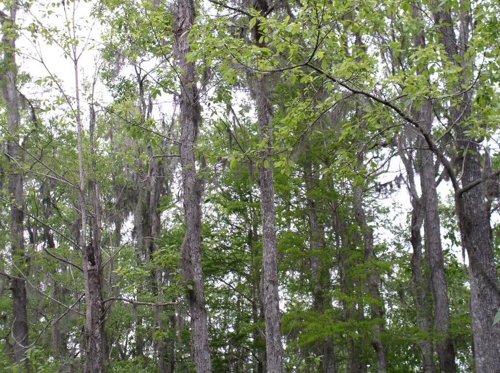 swamp_trees
