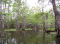 bayou.jpg
