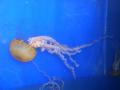 jellyfish.jpg