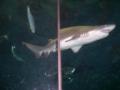 shark.jpg