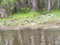 spot_the_gator_1.jpg