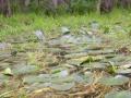 spot_the_gator_2.jpg