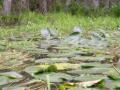 spot_the_gator_3.jpg