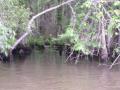 swamp_orchid.jpg
