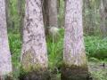 swamp_orchid2.jpg