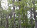 swamp_trees.jpg