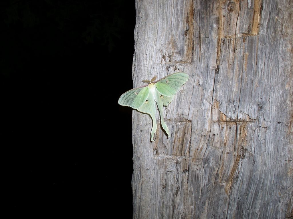 01_slake_moth_greeting
