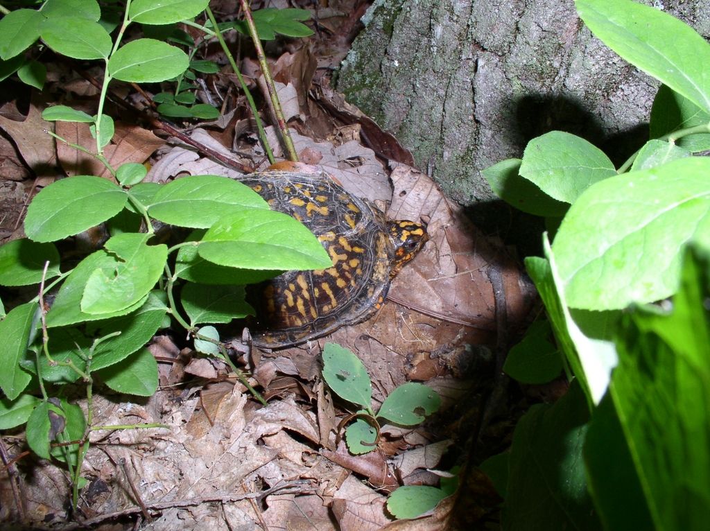 06_turtle