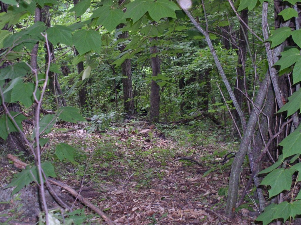 08_distant_bear