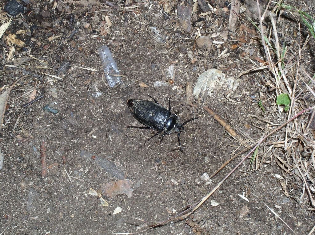 27_scarab_study
