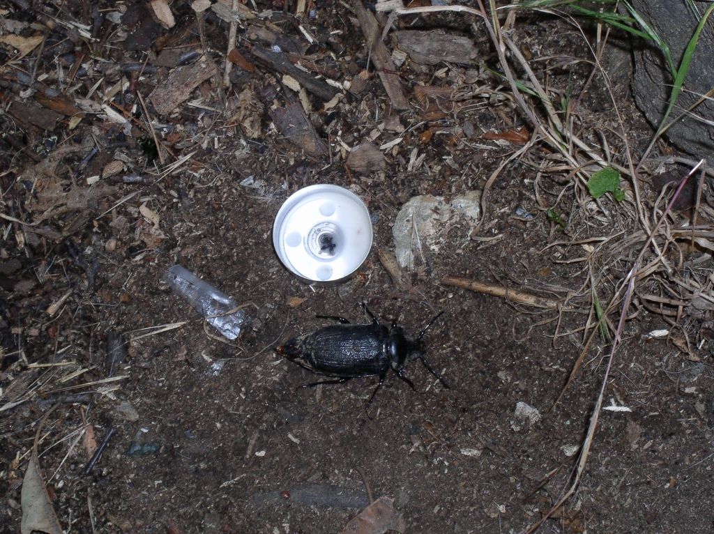 28_scarab_study