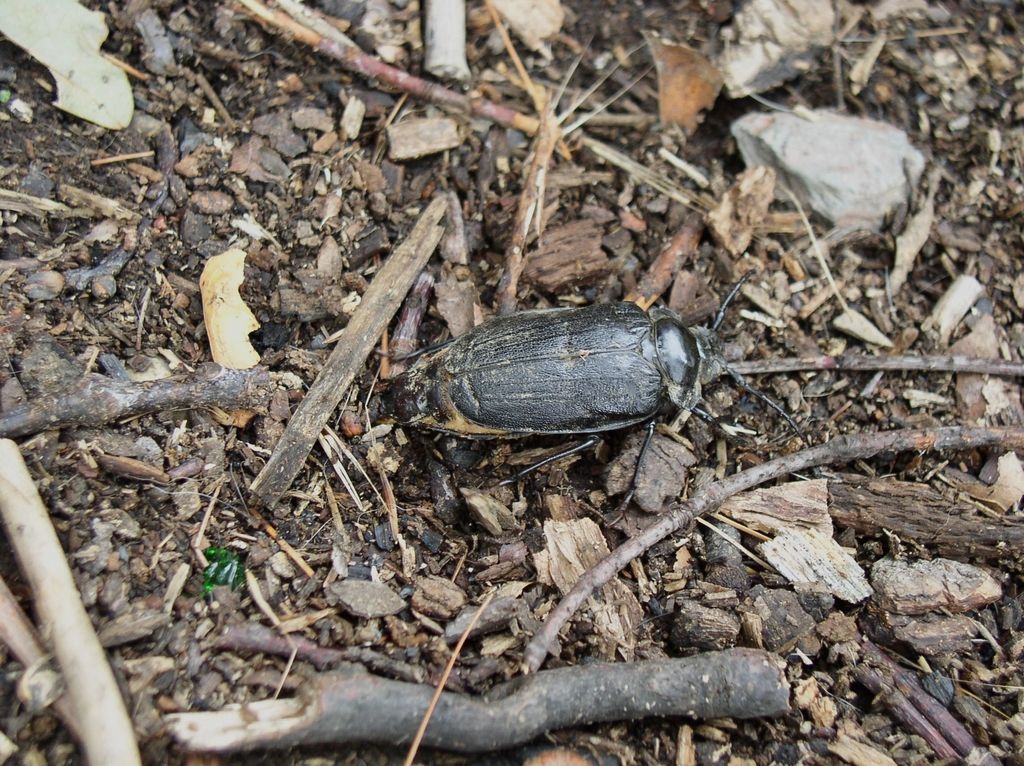 29_scarab_study