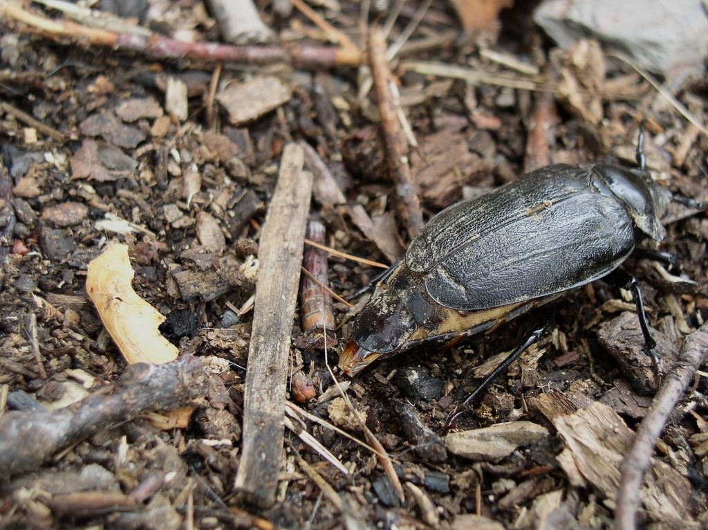 30_scarab_study
