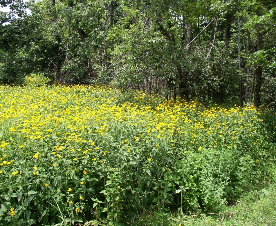 37_mountain_flowers