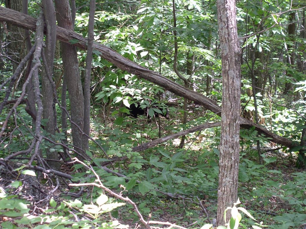 38_near_bear