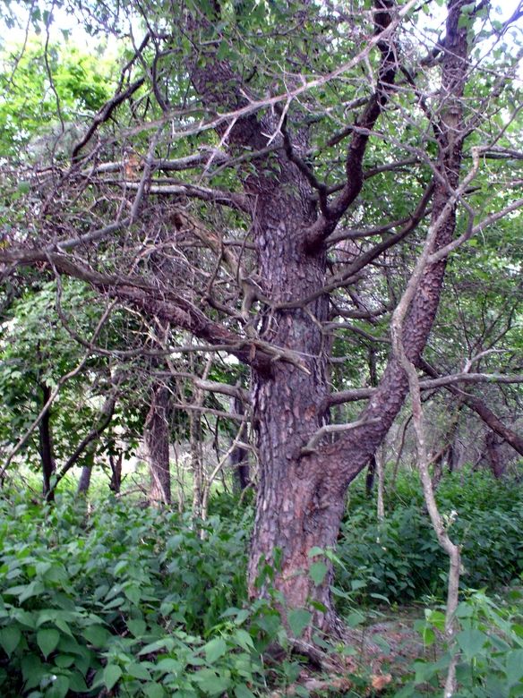 43_hemlock_down
