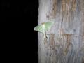 01_slake_moth_greeting.jpg
