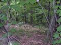 08_distant_bear.jpg