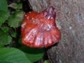 18_red_fungus.jpg