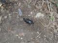 27_scarab_study.jpg