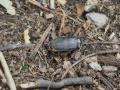 29_scarab_study.jpg