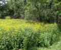 37_mountain_flowers.jpg