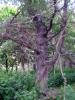 43_hemlock_down.jpg