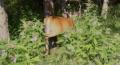 44_baby_buck_ass.jpg