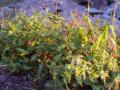 46_evening_light.jpg