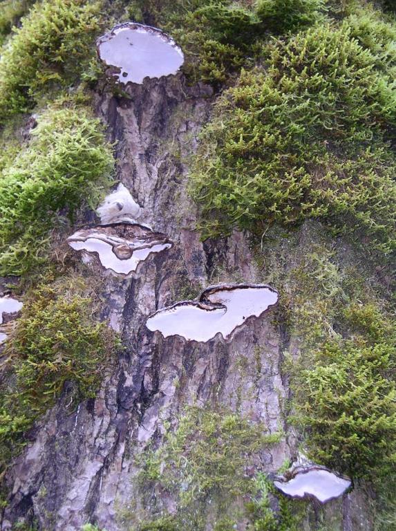 fungus