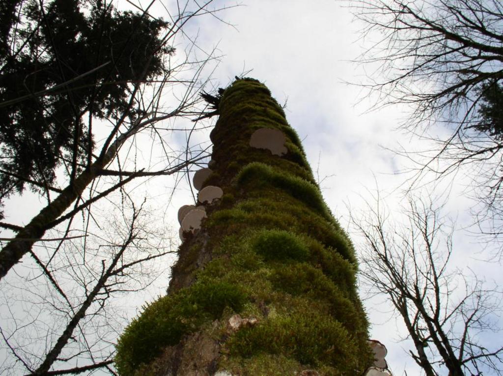 fungus_moss