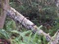 lichen.jpg