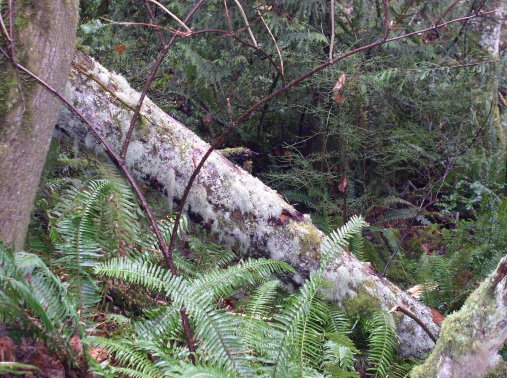 lichen