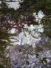 lichen_2.jpg