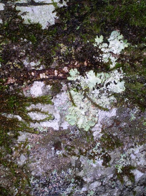 lichen_2