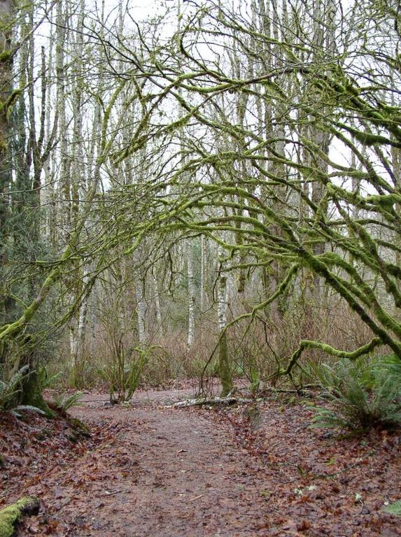 moss