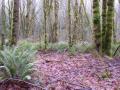moss_2.jpg