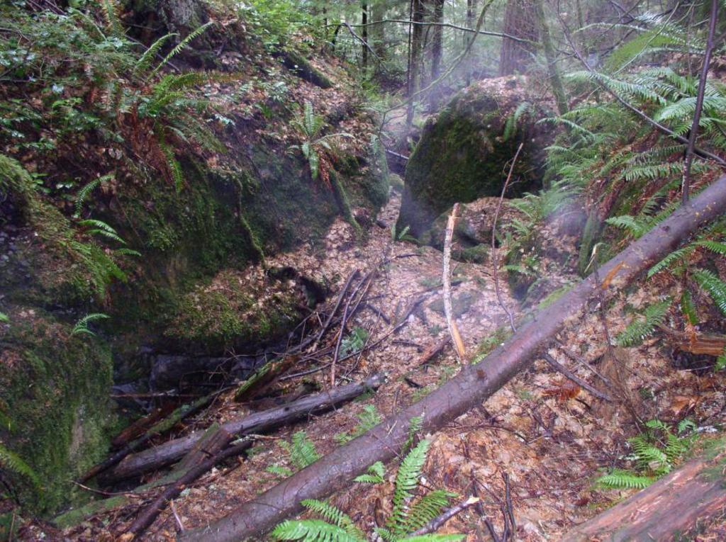 moss_3