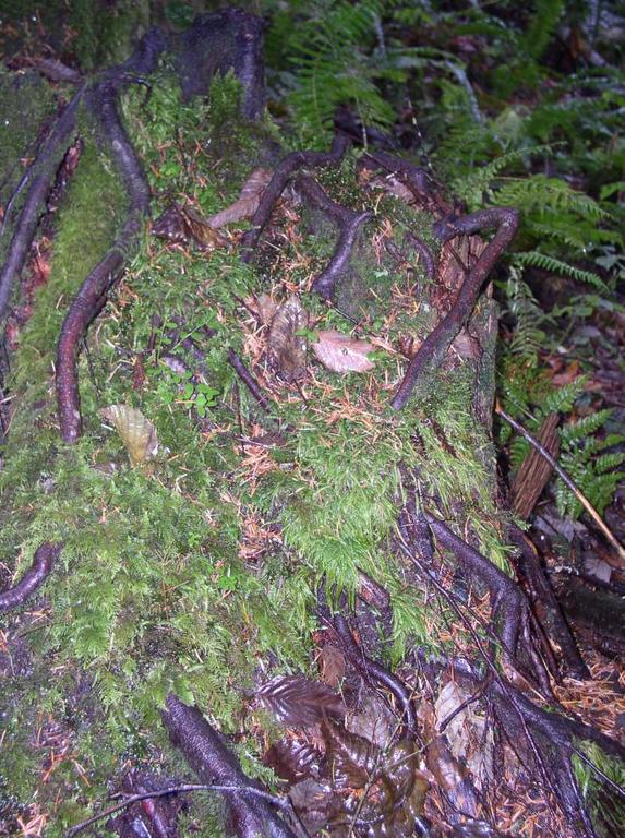 roots