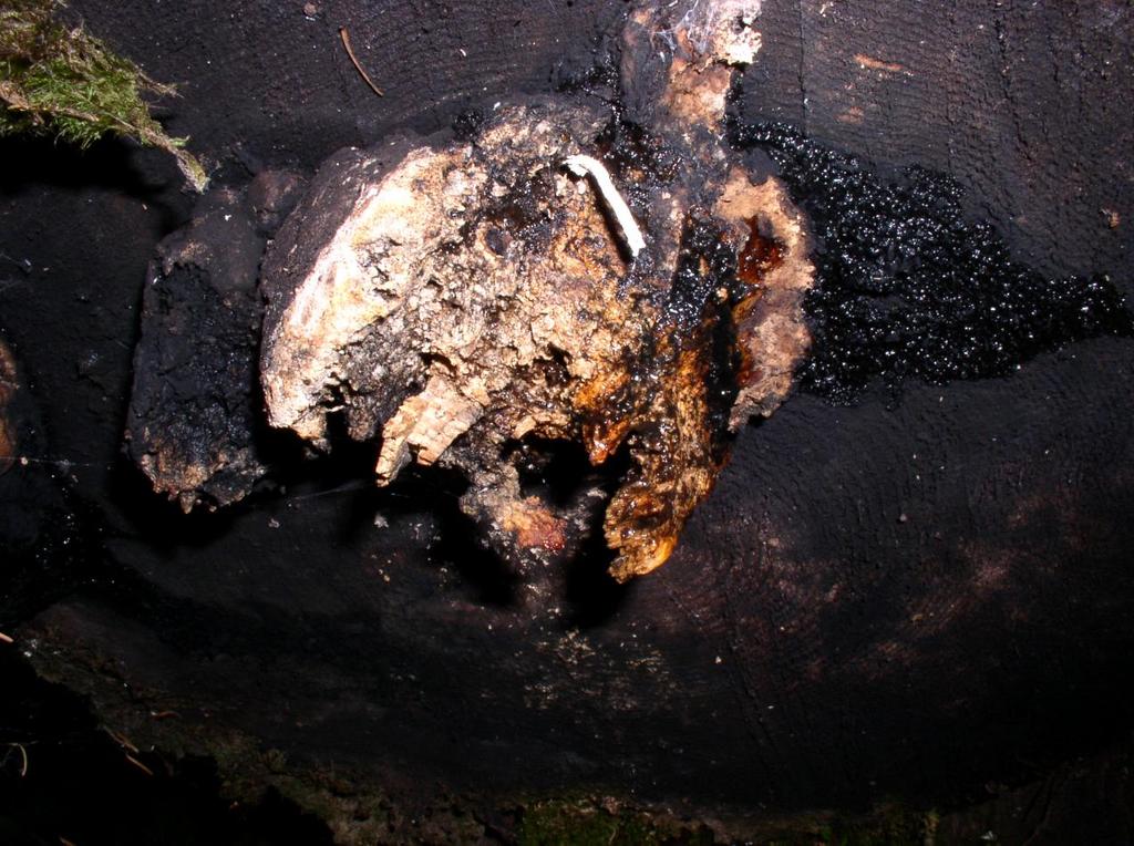 decay