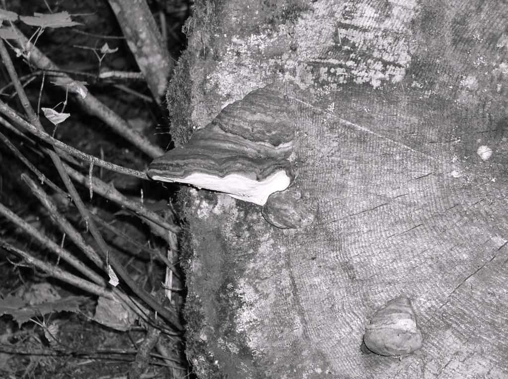 fungus_bw