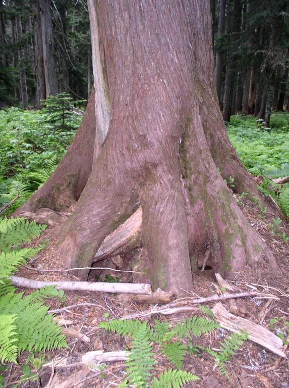 hand_root