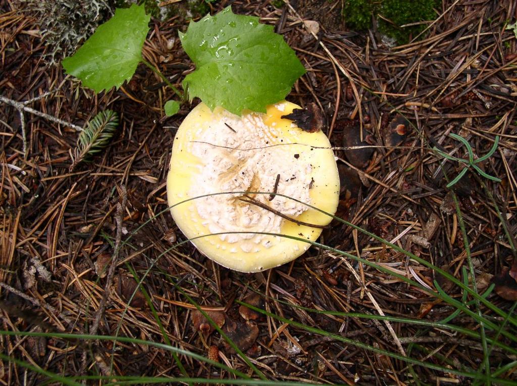 shroom