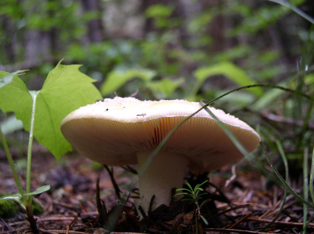 shroom_gills