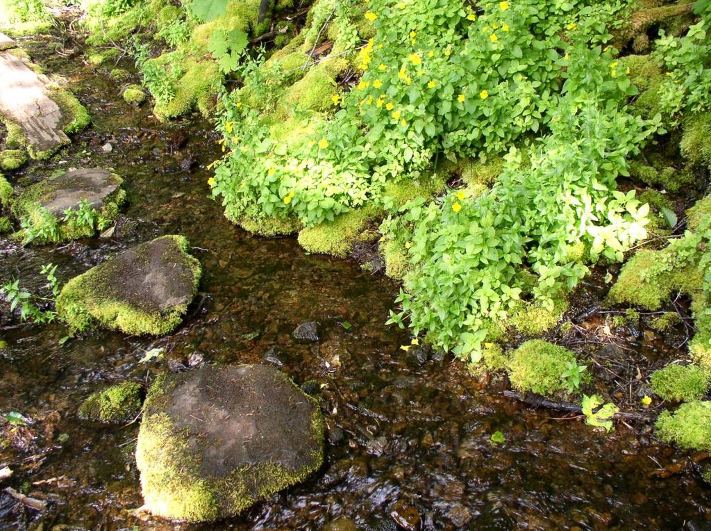 step_fjord