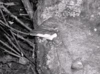 fungus_bw.jpg