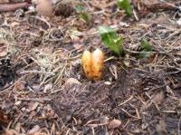 fungus_temp.jpg