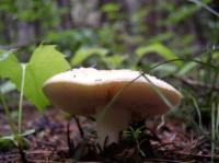 shroom_gills.jpg